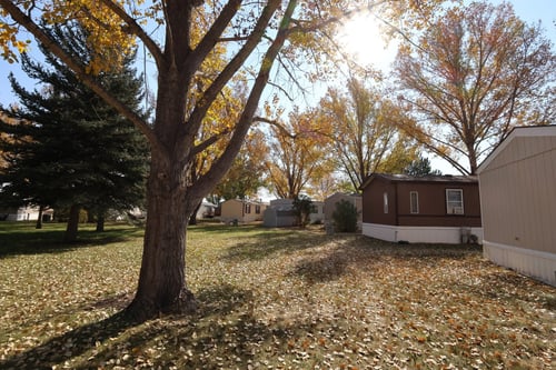 An outside view of a few mobile homes with a shared backyard with a tree