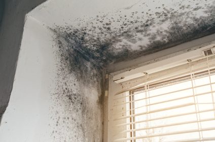 mold removal baton rouge