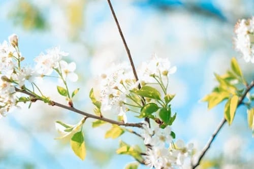 A close-up of white cherry blossoms in bloom against a blue sky.