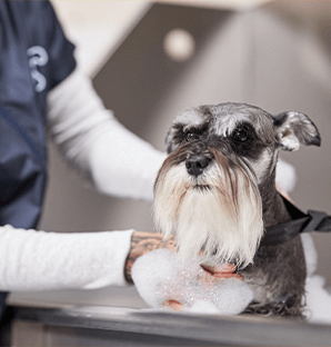 Petco Dog Grooming | Merced