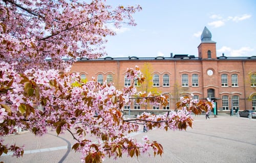 Punatiilinen Frenckellin rakennus, etualalla kirsikkapuita.