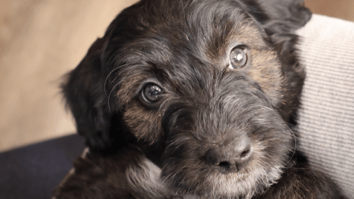 close up of a black puppies face