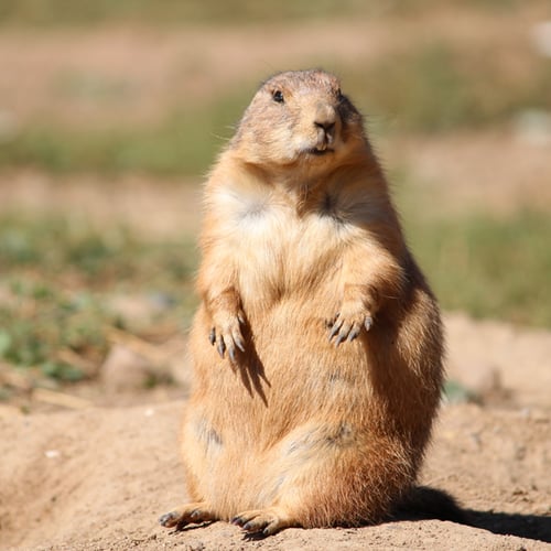 Happy Ground Hog day!