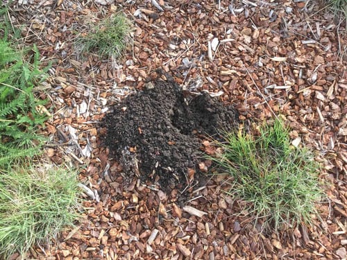 Holes and mounds of dirt on lawn caused by gopher