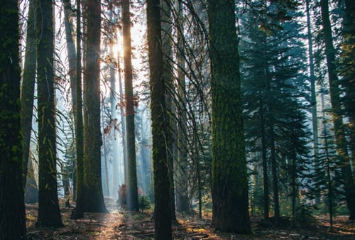Sunlight streams through tall, dense forest trees, casting long shadows on the ground. Moss-covered trunks and mist create a serene, peaceful atmosphere.