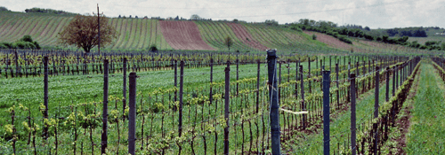 Weingut Georg Seiler