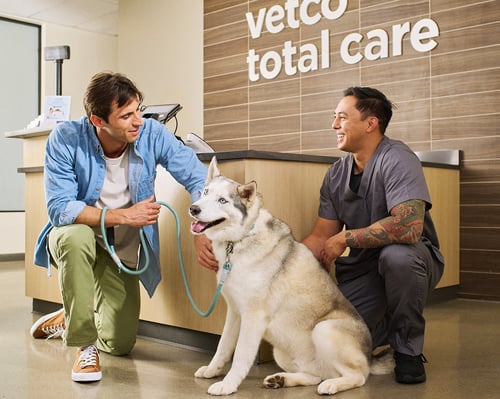 Husky getting checked in at a Vetco Total Care