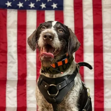 Merle the fire service dog of the year for 2022