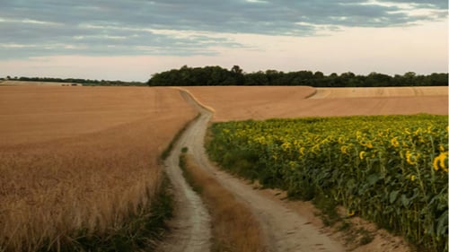 Winding dirt path through golden wheat and vibrant sunflower fields under a cloudy sky at dusk.