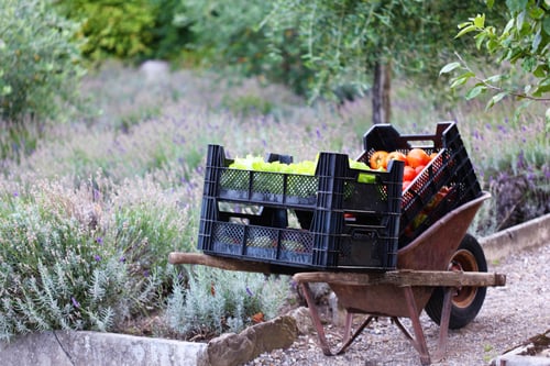 Racine (Bon Rivage) - Jardin potager