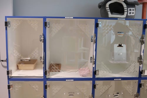 One of our private cat boarding suites.