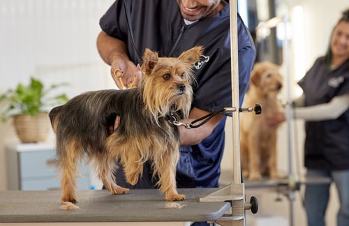 Small dog on the grooming table getting a haircut with scissors.