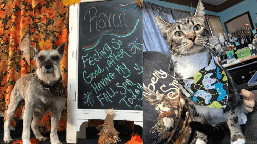 Dog & Cat Grooming