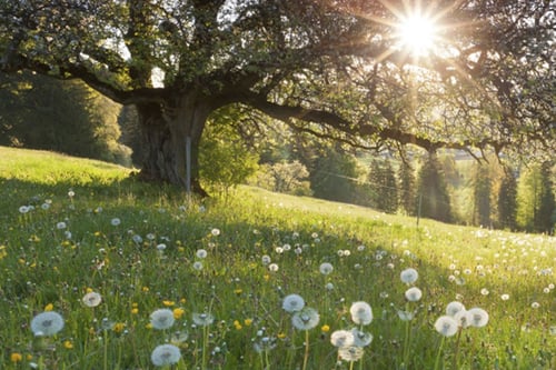 Sun shining through the leaves of a large tree in a field covered in dandelions.