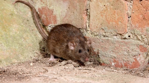 mouse on brick ledge