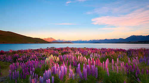 Photo of a lake with colourful flowers in the foreground and mountains in the distance