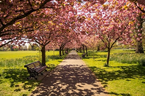 victoria park london grass, bench and tree canopy on sunny day