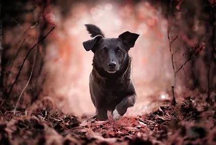 Monika Pozarek - rHUNDumHAPPY Hundeverhaltenstraining in Obersiebenbrunn