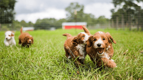 four Australian Labradoodles puppies