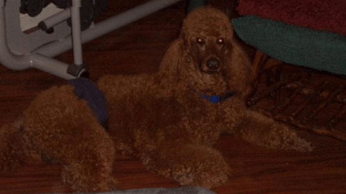 brown Standard Poodle