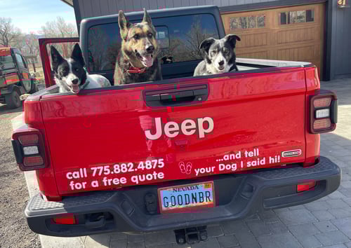 Three dogs standing in the back of a red Jeep truck