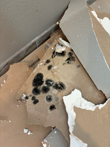 Mold Remediation Restoration 1 Reno-Tahoe