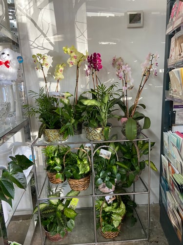 A glass display table filled with variety dish gardens in brown baskets as well as a variety of pale yellow orchid plants, hot pink orchid plants, and speckled lavender orchid plants.