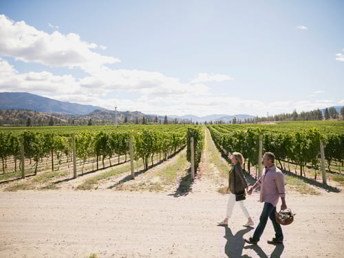 A couple walks hand in hand along a path beside a vineyard under a bright blue sky with scattered clouds. They are carrying a wicker basket, surrounded by lush green rows of grapevines and distant mountains.
