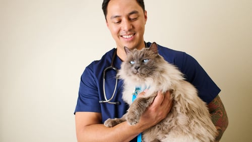 cat with blue eyes being held by a veterinarian