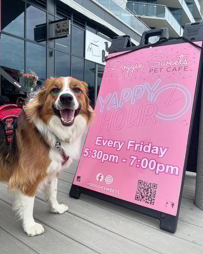 A happy dog standing outside Doggie Sweets pet cafe and boutique in Long Branch, NJ.