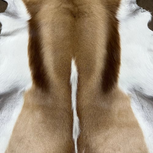 a natural brown and white-haired Springbok hide