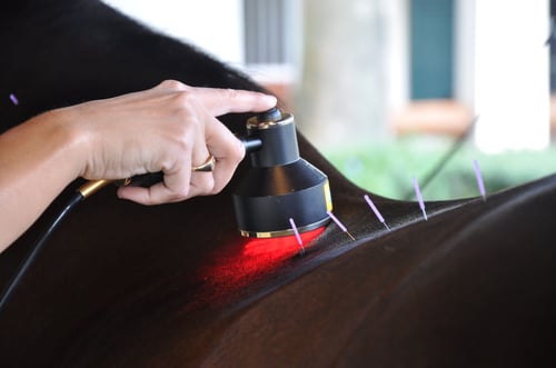 Palm Beach Equine Clinic Veterinarian laser therapy and acupuncture