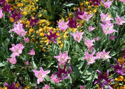 Rasen Pflanzen Gartenbau