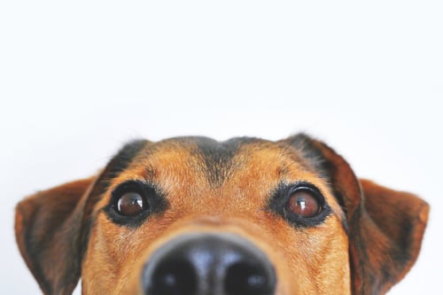 Pet Friendly Rooms Available