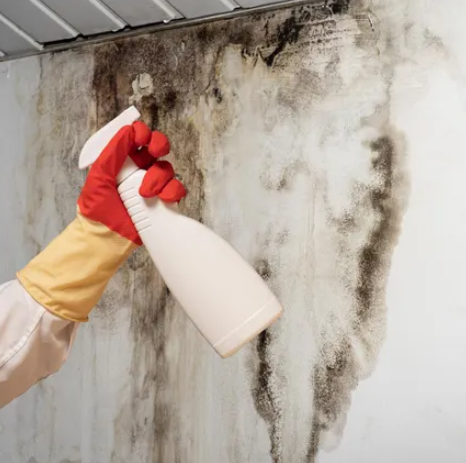 Mold Remediation Restoration 1 Reno-Tahoe