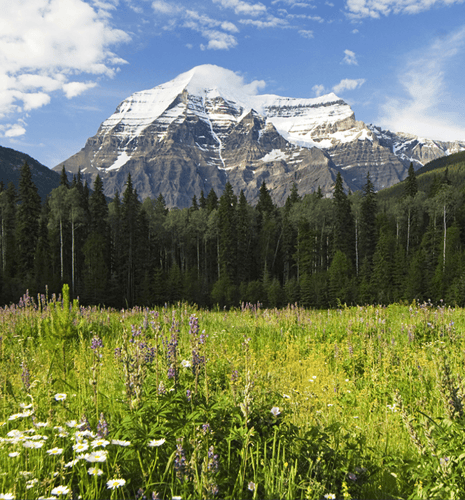 A lush open field surrounded by tree with Mount Robson in the background.