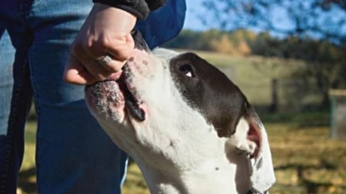 man putting fist near dogs mouth for training