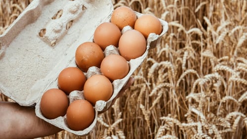 A person's hand holding an open carton of brown eggs, with a golden wheat field visible out of focus in the background