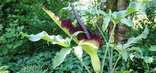 www.hatt-gartenbau.ch