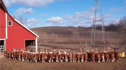 cattle feeding
