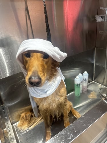 Pet grooming, dog washing, dog bathing, groomer, dog bath