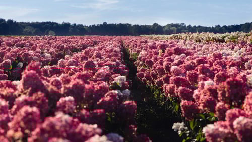 Petitti Family of Farms Willowbend Fields