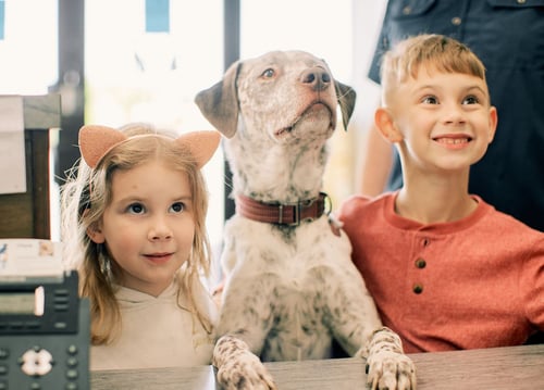 PetVet365 Pet Hospital Clermont/Winter Garden