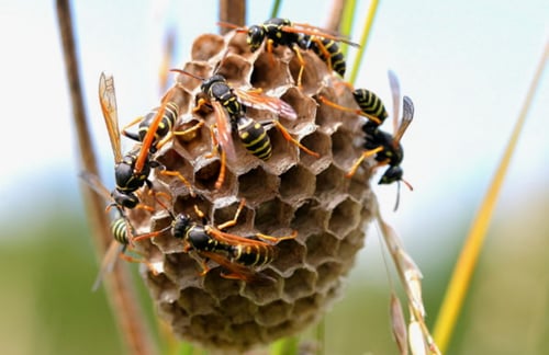 Wespen