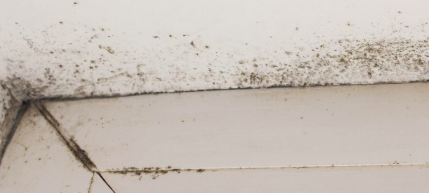 Mold Remediation Restoration 1 Reno-Tahoe