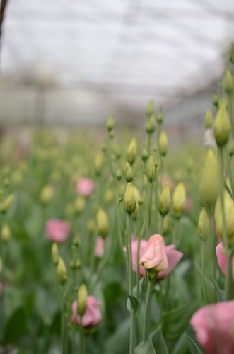 Schnittblumen aus eigener Produktion