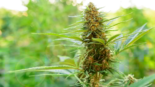 Marijuana dispensary Nome