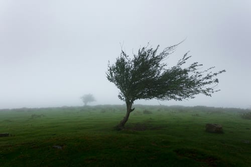 Wind blowing a tree