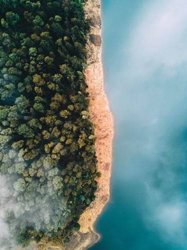 Aerial view of forest and ocean