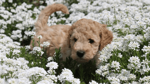 labradoodle puppy in flowers